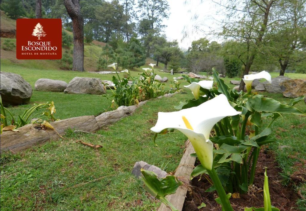 Bosque Escondido Otel Mazamitla Dış mekan fotoğraf