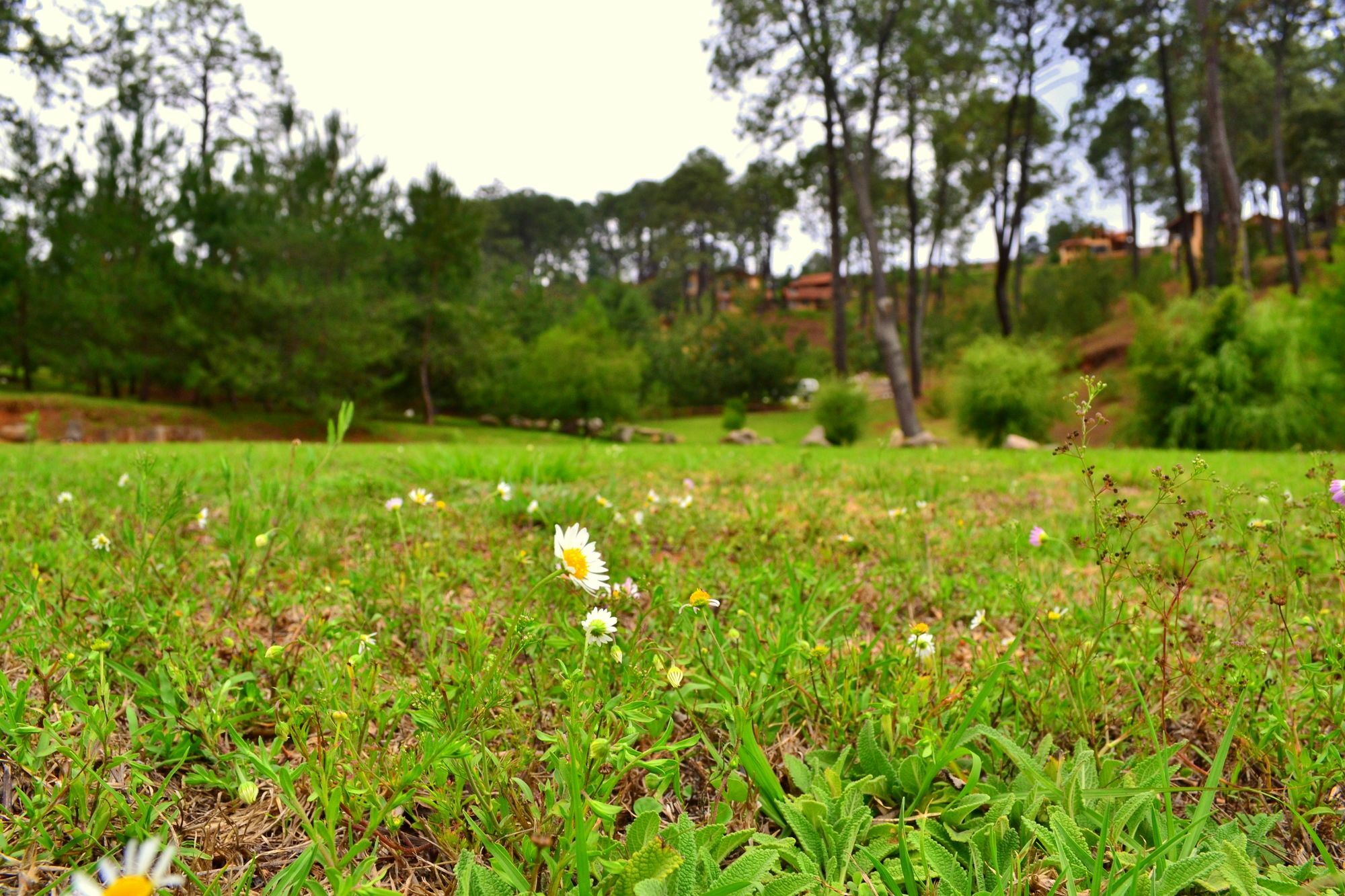 Bosque Escondido Otel Mazamitla Dış mekan fotoğraf